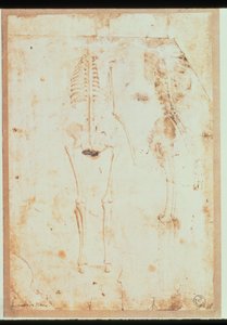 Dos estudios de un esqueleto colgante de Leonardo da Vinci